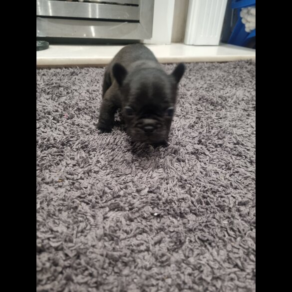French Bulldog - Bitches