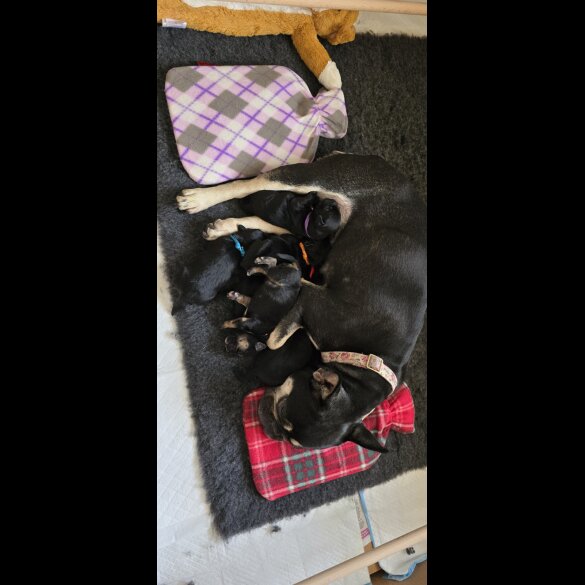 Mixed Breed - Both
