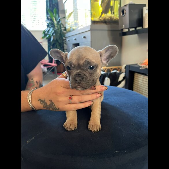 French Bulldog - Bitches