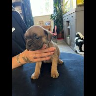 French Bulldog - Bitches