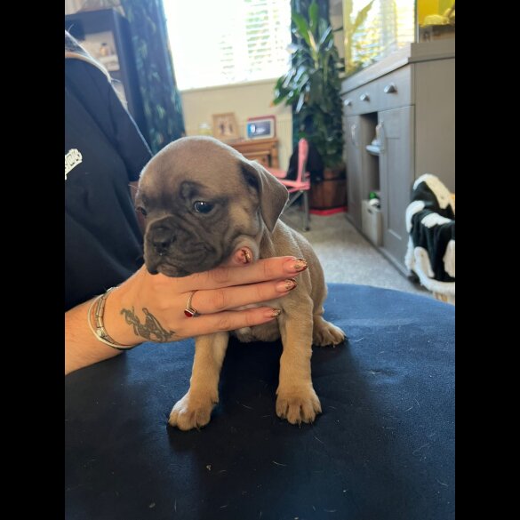 French Bulldog - Bitches
