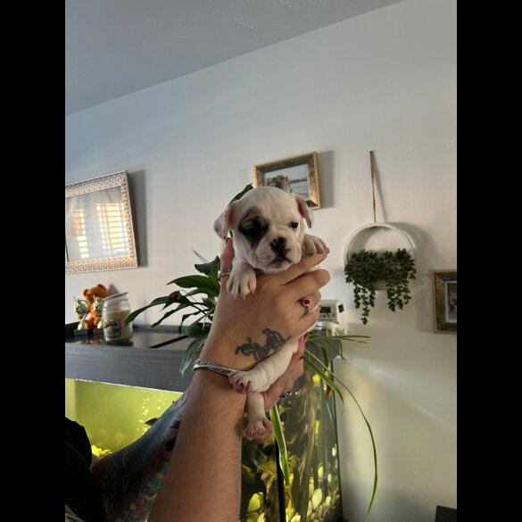 French Bulldog - Bitches
