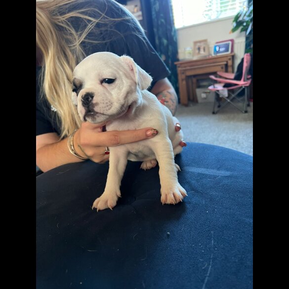 French Bulldog - Bitches