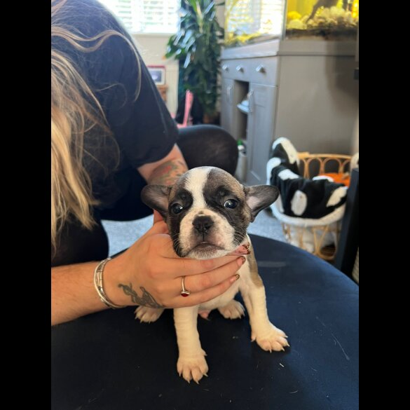 French Bulldog - Bitches