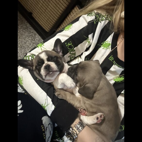 French Bulldog - Bitches
