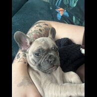 French Bulldog - Bitches