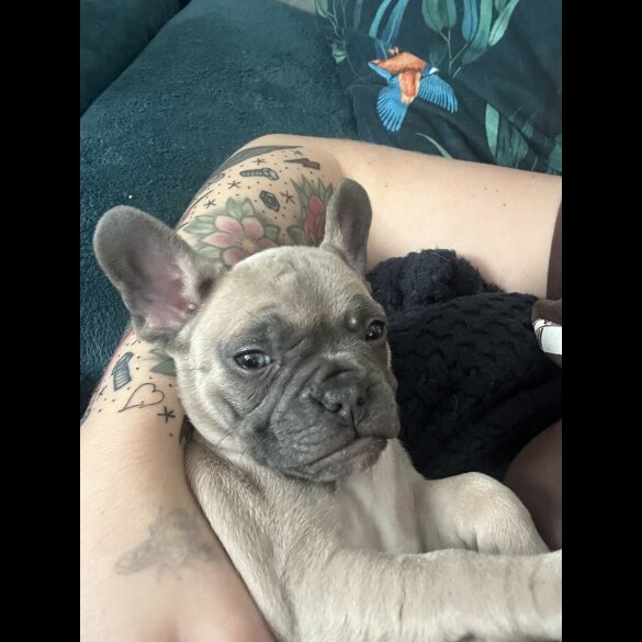 French Bulldog - Bitches