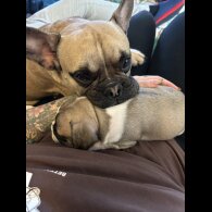 French Bulldog - Bitches