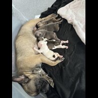 French Bulldog - Bitches