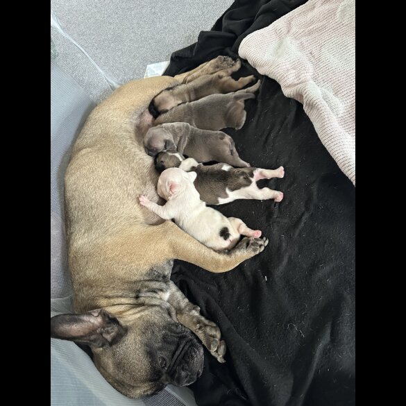 French Bulldog - Bitches