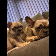 French Bulldog - Both
