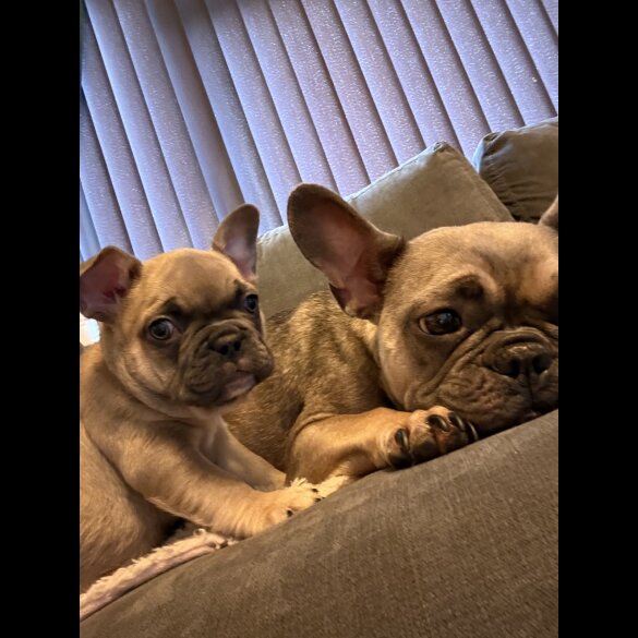 French Bulldog - Both