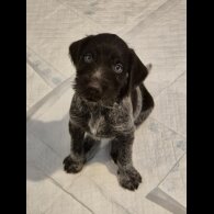German Pointer - Both