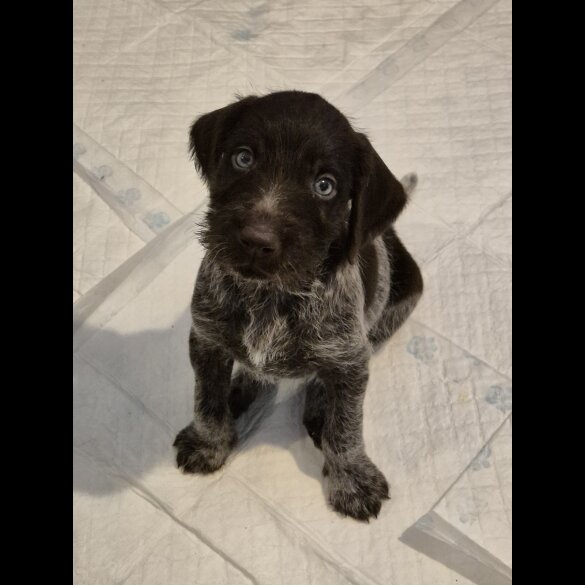 German Pointer - Both