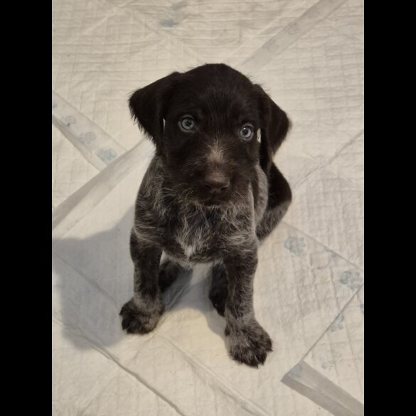 German Pointer - Both