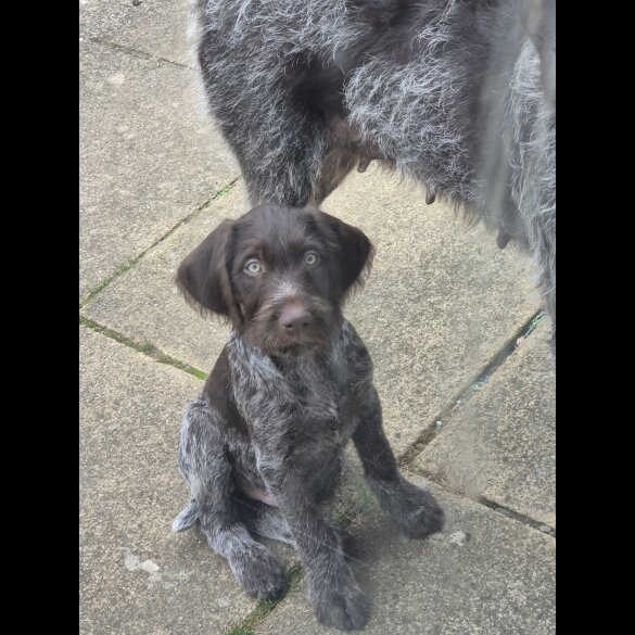 German Pointer - Both