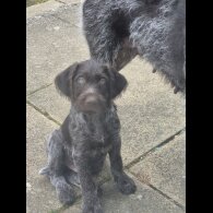 German Pointer - Both