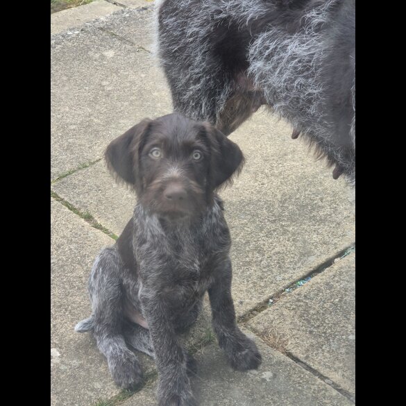 German Pointer - Both