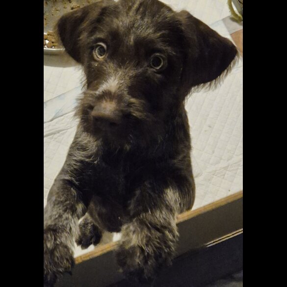 German Pointer - Both