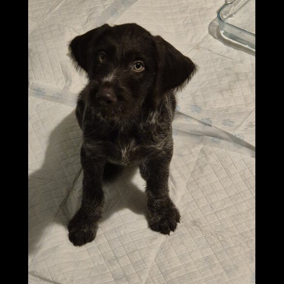 German Pointer - Both