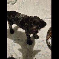 German Pointer - Both