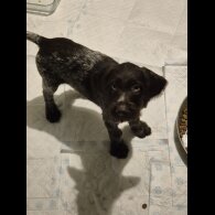 German Pointer - Both