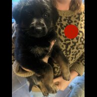 German Shepherd (Alsatian) - Both