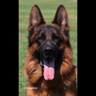 German Shepherd (Alsatian) - Both
