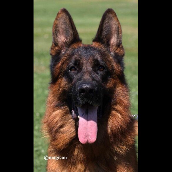 German Shepherd (Alsatian) - Both