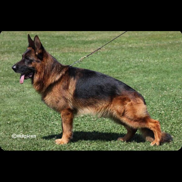 German Shepherd (Alsatian) - Both