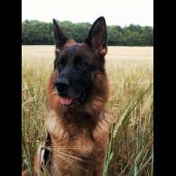 German Shepherd (Alsatian) - Both