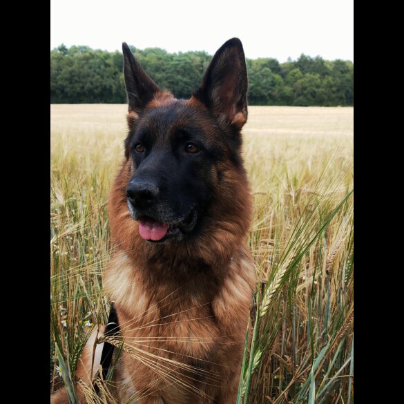 German Shepherd (Alsatian) - Both