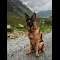 German Shepherd (Alsatian) - Both