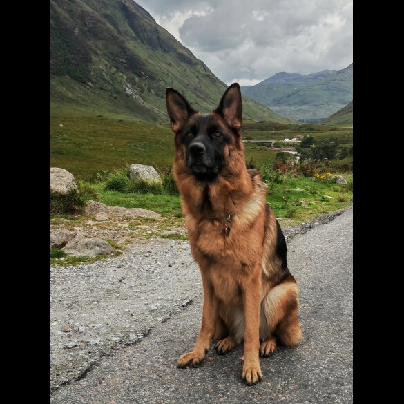 German Shepherd (Alsatian) - Both