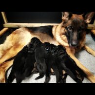 German Shepherd (Alsatian) - Both