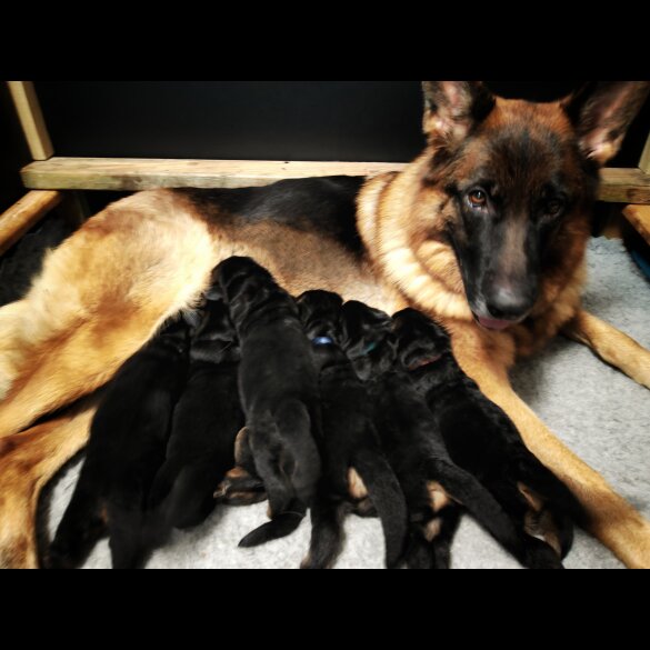 German Shepherd (Alsatian) - Both