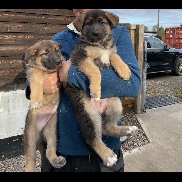 German Shepherd (Alsatian) - Bitches
