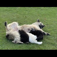 German Shepherd (Alsatian) - Both