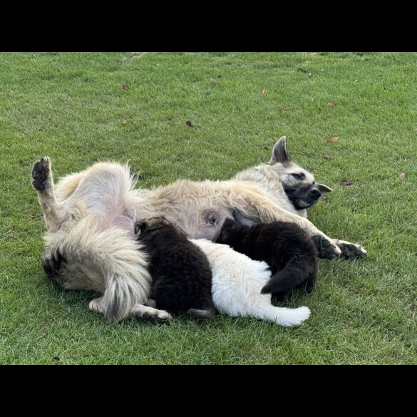 German Shepherd (Alsatian) - Both