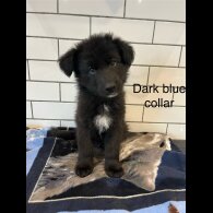 German Shepherd (Alsatian) - Both
