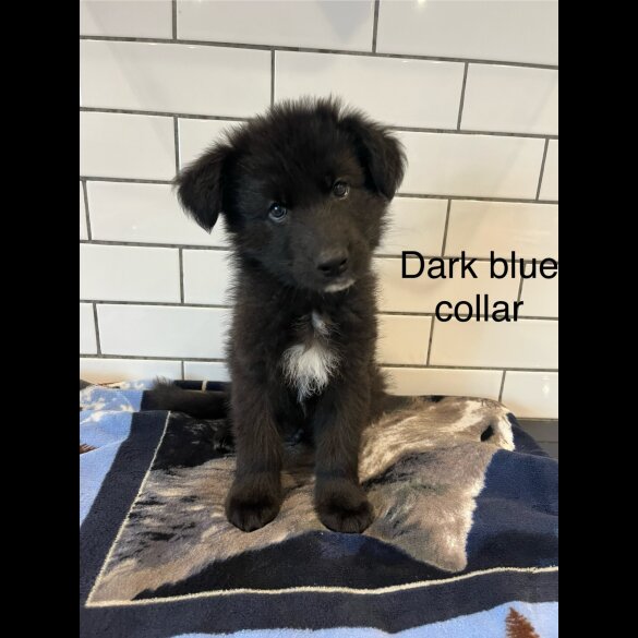 German Shepherd (Alsatian) - Both