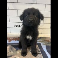 German Shepherd (Alsatian) - Both