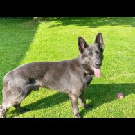German Shepherd (Alsatian) - Both