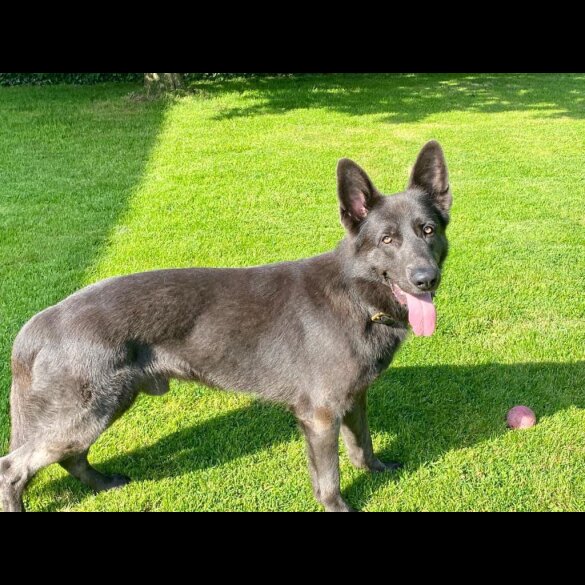 German Shepherd (Alsatian) - Both