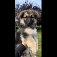 German Shepherd (Alsatian) - Both