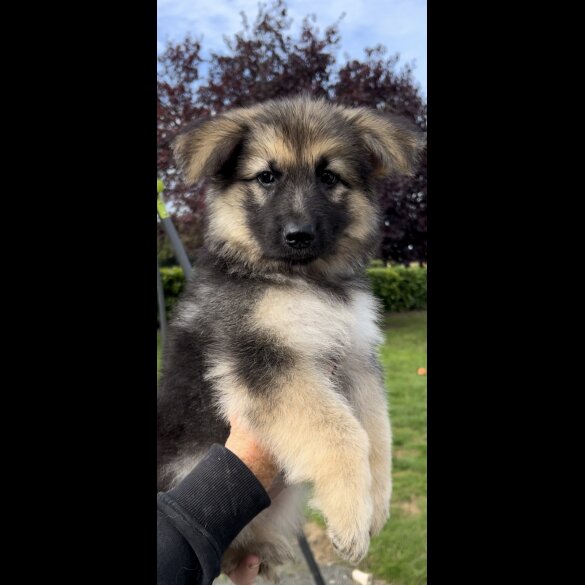 German Shepherd (Alsatian) - Both
