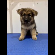 German Shepherd (Alsatian) - Both