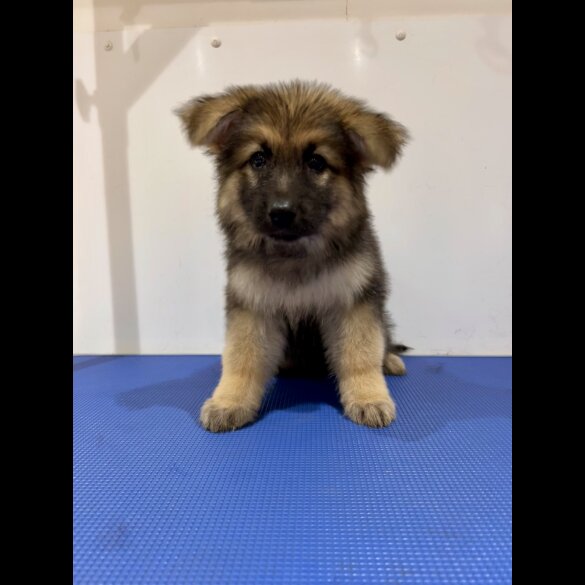 German Shepherd (Alsatian) - Both