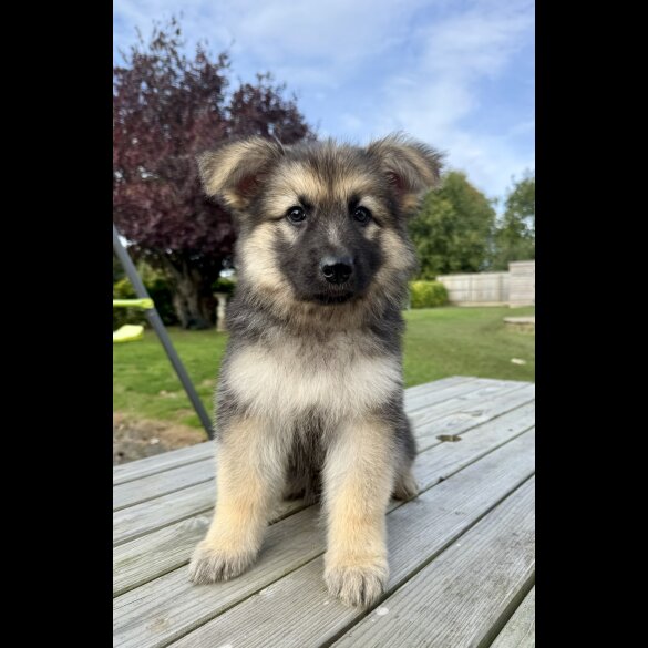 German Shepherd (Alsatian) - Both