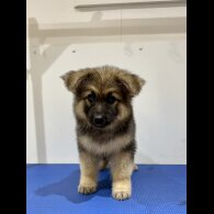 German Shepherd (Alsatian) - Both
